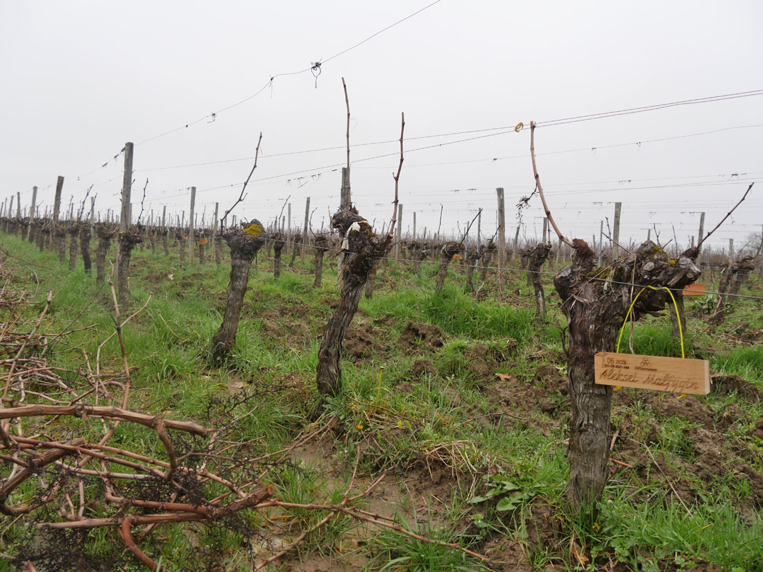 Виноградник на урожай